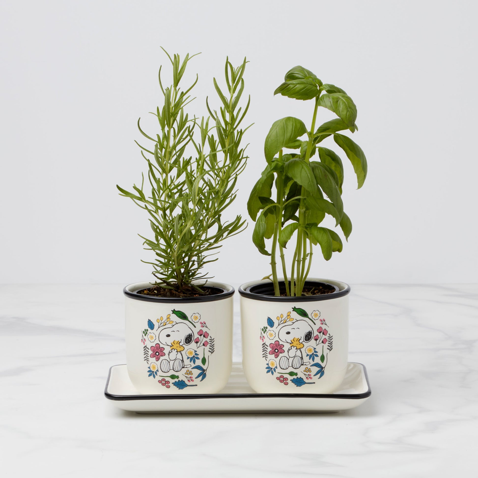 Chef Snoopy Herb Pots, Set Of 3